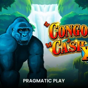 Congo Cash XL